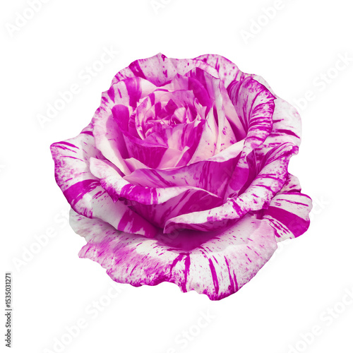 Close-Up of a Splendid Pink and Transparent Rose in Full Bloom