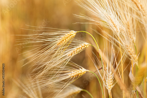 Papier peint golden wheat field in summer