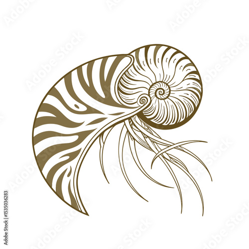  Brown Nautilus Shell Illustration - Elegant Marine Life and Ocean Dweller Art with Swirl Patterns