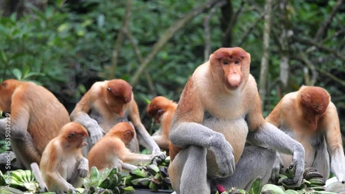 an alpha male proboscis monkey in the wild, sitting and eating at mangrove leaves at Tarakan, Indonesia. Proboscis monkey foraging at mangrove forest. Wild nature stock footage.