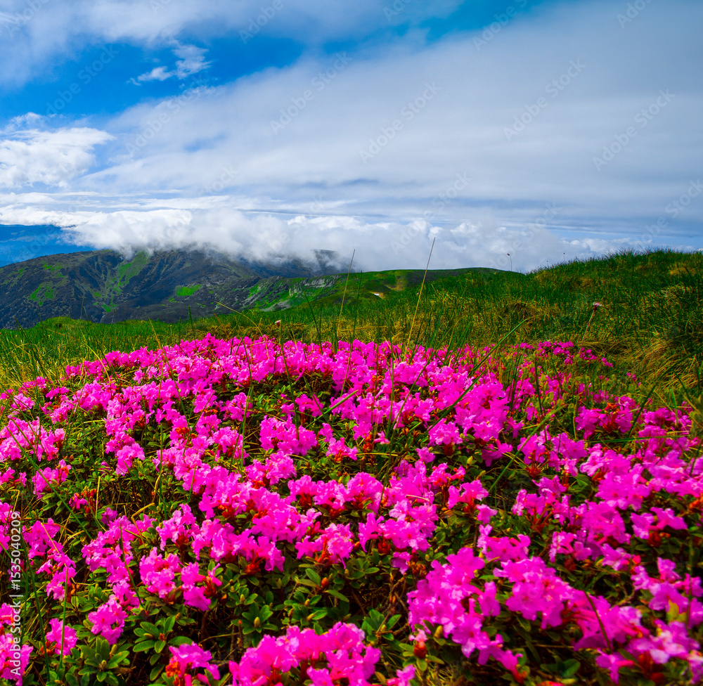panoramic scene, wonderful blooming season, plantation summer red pink rhododendrons flowers on the hills of Carpathian mountains, Chornohora (Chornogora) range, June, nscarpathian region, Ukraine panoramic scene, wonderful blooming season, plantation summer red pink rhododendrons flowers on the hills of Carpathian mountains, Chornohora (Chornogora) range, June, nscarpathian region, Ukraine