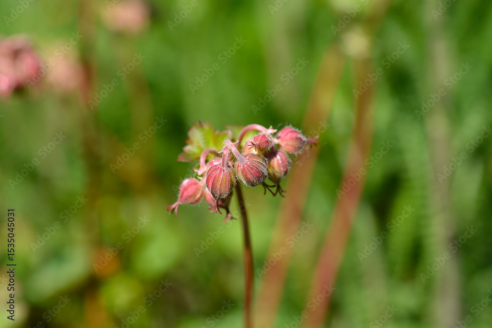 Fototapeta premium Cransesbill flower buds - Latin name - Geranium x cantabrigiense Biokovo