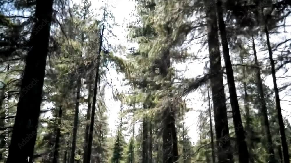 Tranquil Pine Forest Wind Sway Loop Animation Tranquil Pine Forest Wind Sway Loop Animation