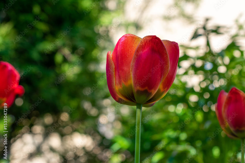 Red flower with a yellow center. The flower is in the middle of a green bush. The flower is the main focus of the image. Red flower with a yellow center. The flower is in the middle of a green bush. The flower is the main focus of the image.
