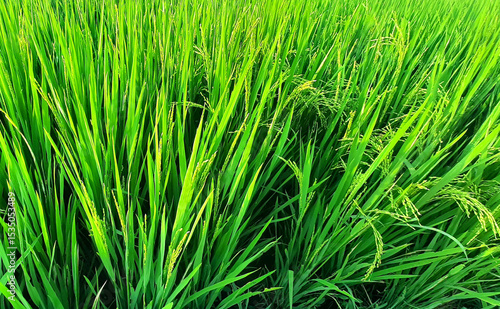 A lush green rice paddy plant with rice ear under sunlight