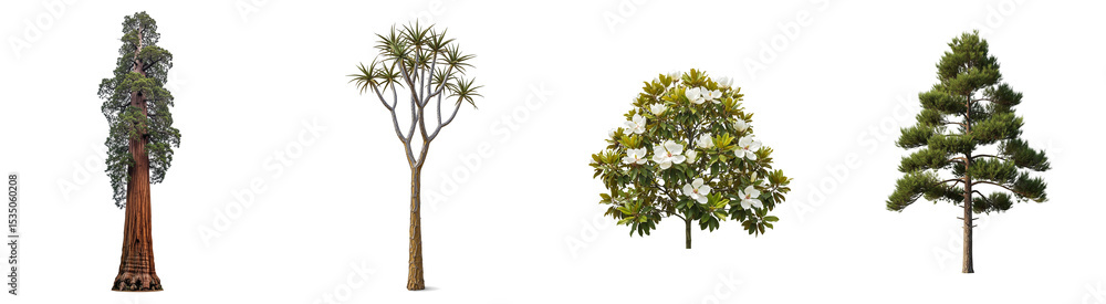 Obraz premium Forest Trees Isolated Set