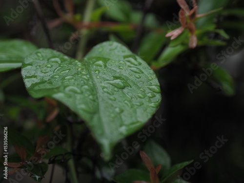 雨の後の緑の植物　雫