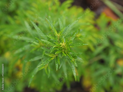 雨の後の緑の植物　雫