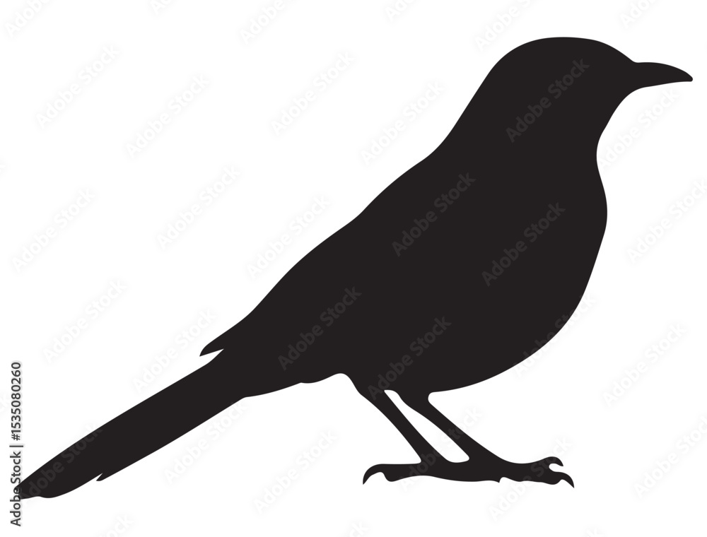 Obraz premium MOCKINGBIRD SILHOUETTE