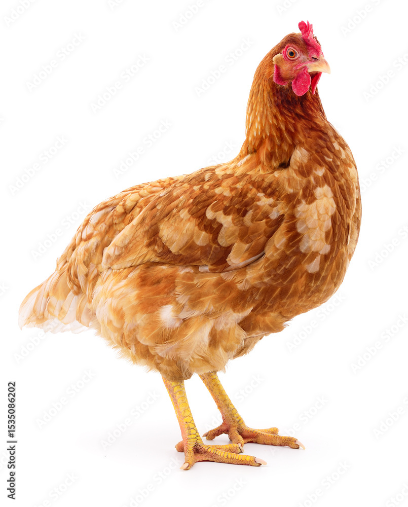 Fototapeta premium Brown hen isolated.