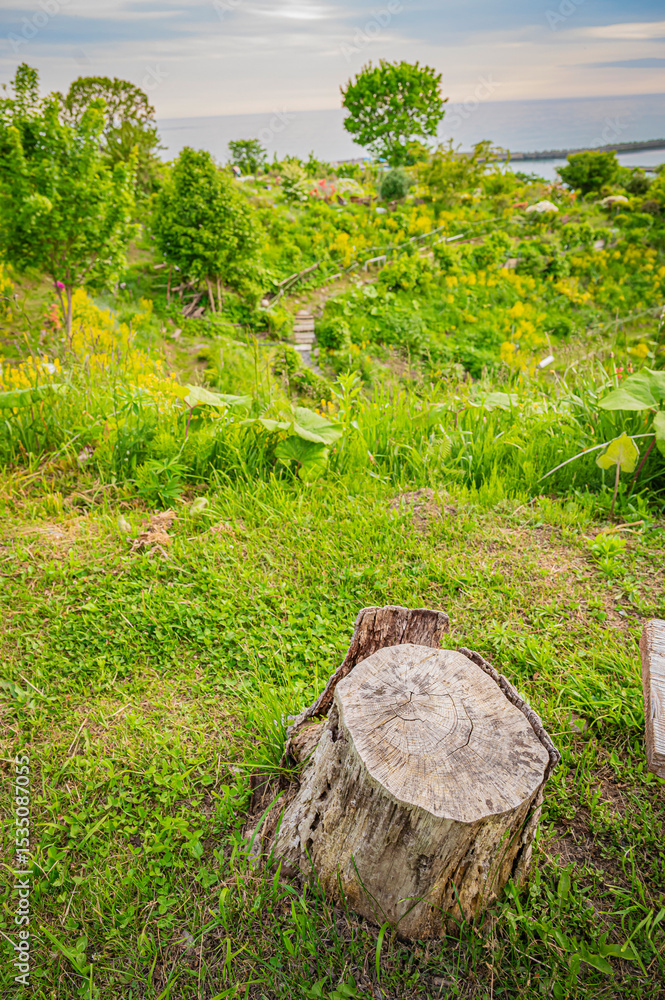 Obraz premium 北海道 浦河 ルピナスの丘