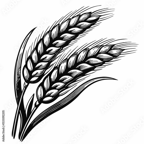 Brewing wheat stalks graphic design element.  Detailed illustration of two wheat stalks perfect for beer labels or brewery branding.