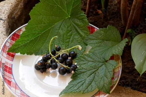 Red and white plate with blackcurrant fruits grown in a pot