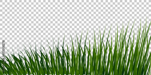 Green Grass border isolated on transparent background, vector illustration. Realistic green seamless grass,lawn.