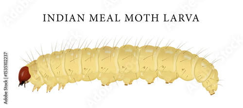 Illustration of Indian mealmoth larva