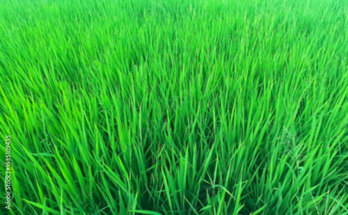 Blurred background of vibrant Green Rice Field A Close-up View