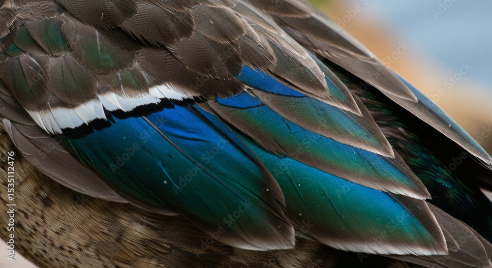 Fototapeta premium Colorful Bird Plumage Closeup with Vibrant Teal and Brown Feathers