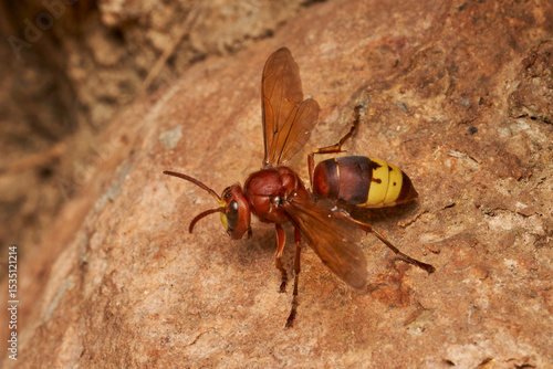 avispón oriental junto al nido (Vespa orientalis)