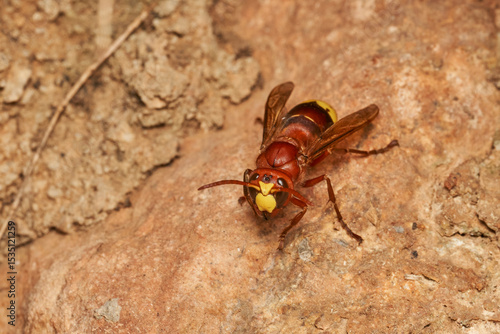 avispón oriental junto al nido  (Vespa orientalis)