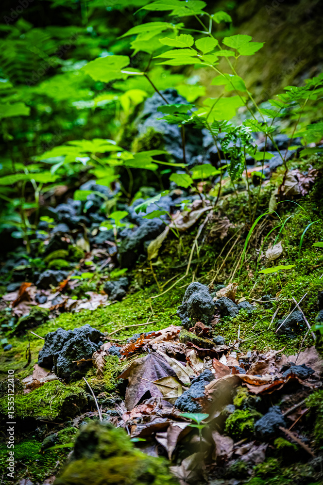 Fototapeta premium 北海道 支笏湖 苔の回廊