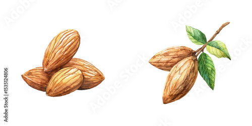 almond watercolor vector illustration