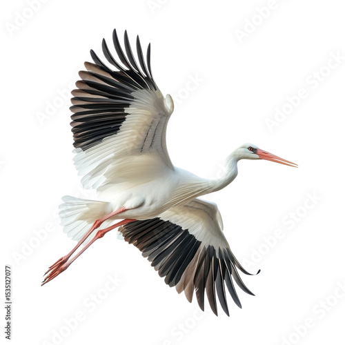 Flying white stork isolated on transparent background.