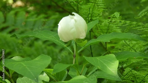[4K] Close-up Video of Delicate White Paeonia japonica (Yamashakuyaku) Blooming Quietly on the Deep Mountain Forest Floor  【4K】深山の林床にひっそりと咲くヤマシャクヤク（山芍薬）の白い可憐な花のクローズアップ動画 撮影日：20250607-1