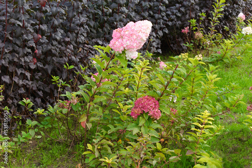 pink flowers in the garden