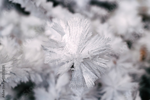 frost on the branches