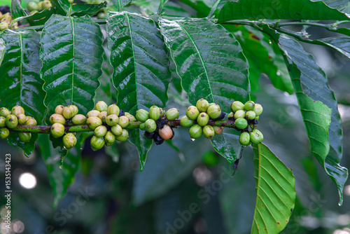 Photos Young Robusta coffee beans (Coffea canephora) thriving in lowlands