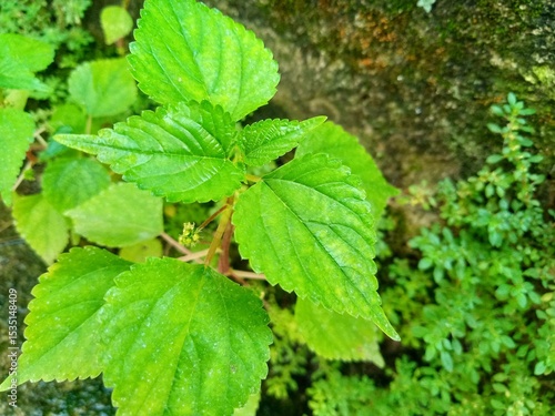 Wallpaper Mural Close up photograph of a vibrant green leafy plant taken outdoors in natural light. The leaves are broad with serrated edges and prominent veins, indicating healthy growth. The plant is surrounded by  Torontodigital.ca
