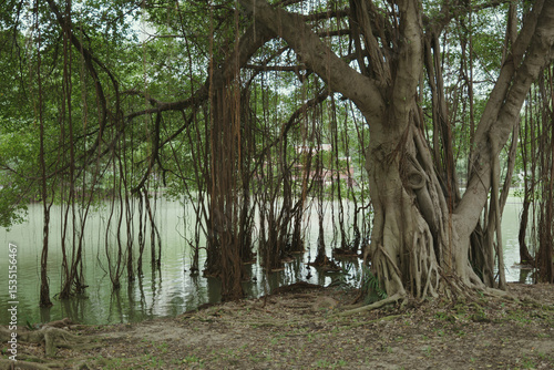 banyan tree in water