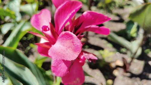 pink flower in the garden
