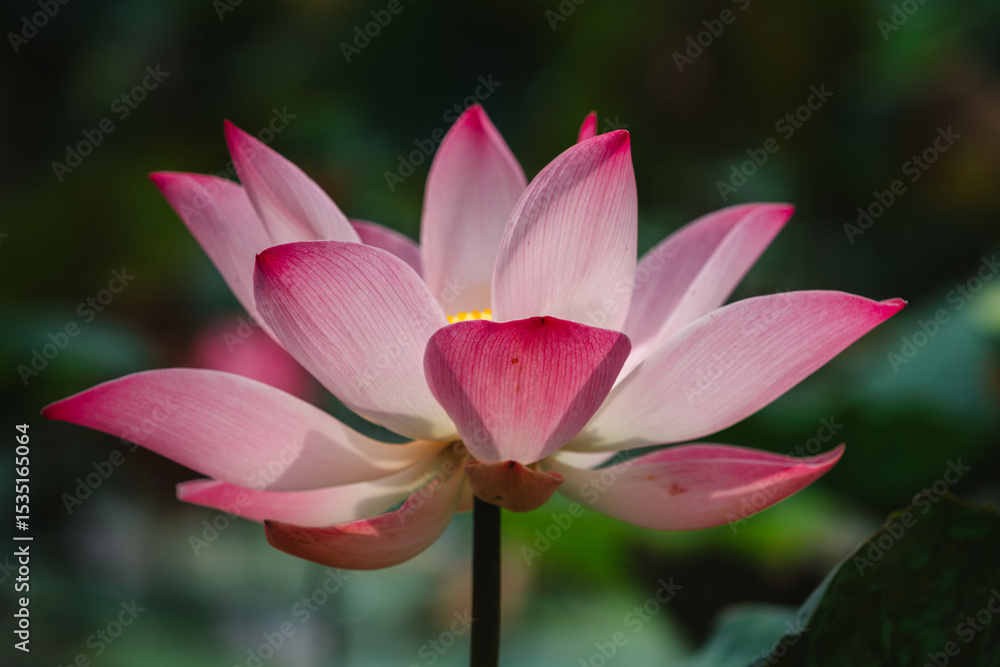 Fototapeta premium lotus