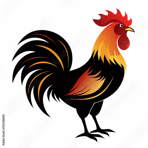 rooster isolated on white background