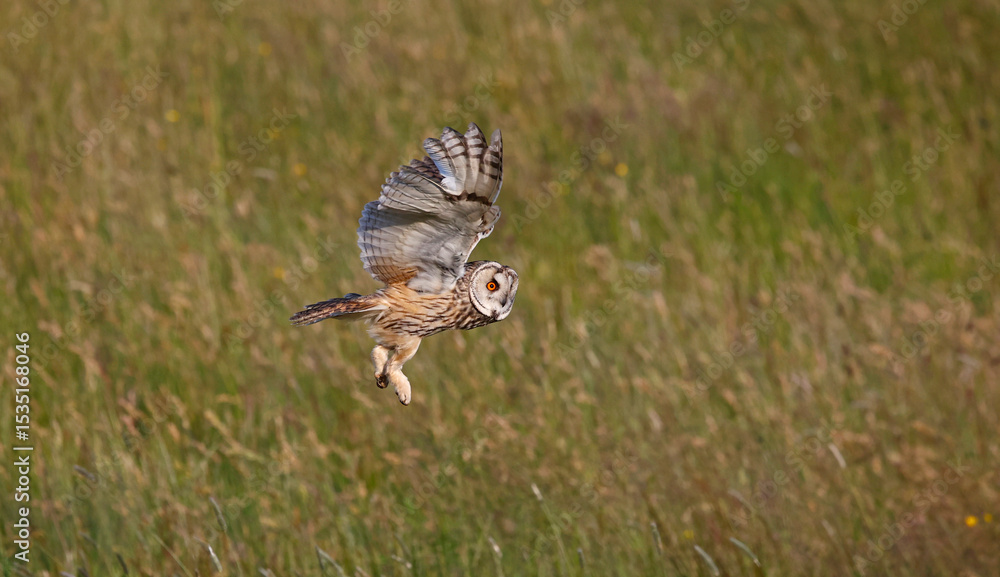 Fototapeta premium Long eared owl hunting over a meadow