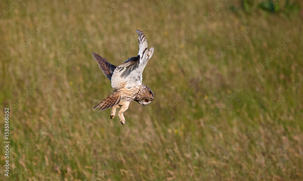 Fototapeta premium Long eared owl hunting over a meadow