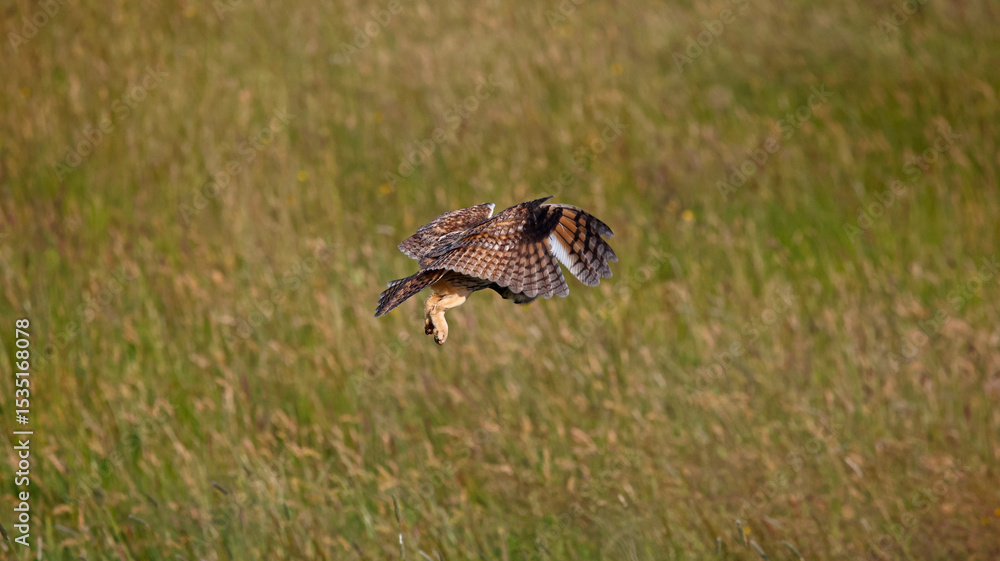 Fototapeta premium Long eared owl hunting over a meadow