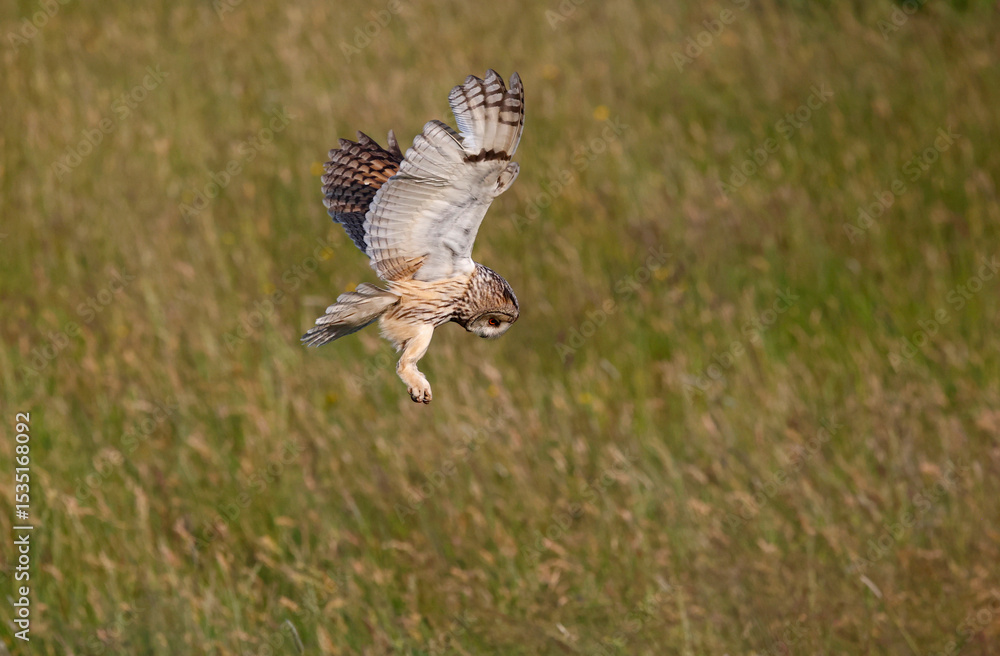 Long eared owl hunting over a meadow Long eared owl hunting over a meadow