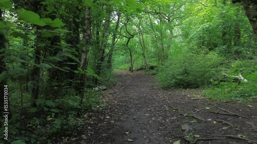 4K aerial video backwards through forest path.