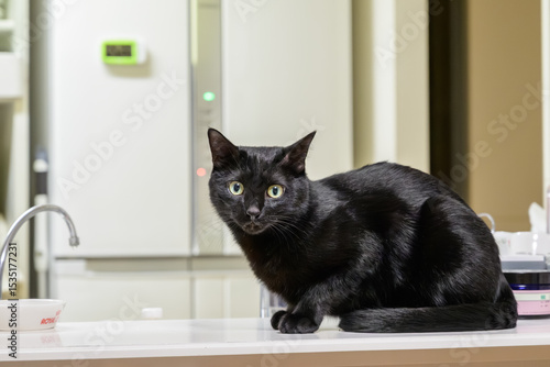 家の中にいる可愛い黒ねこ