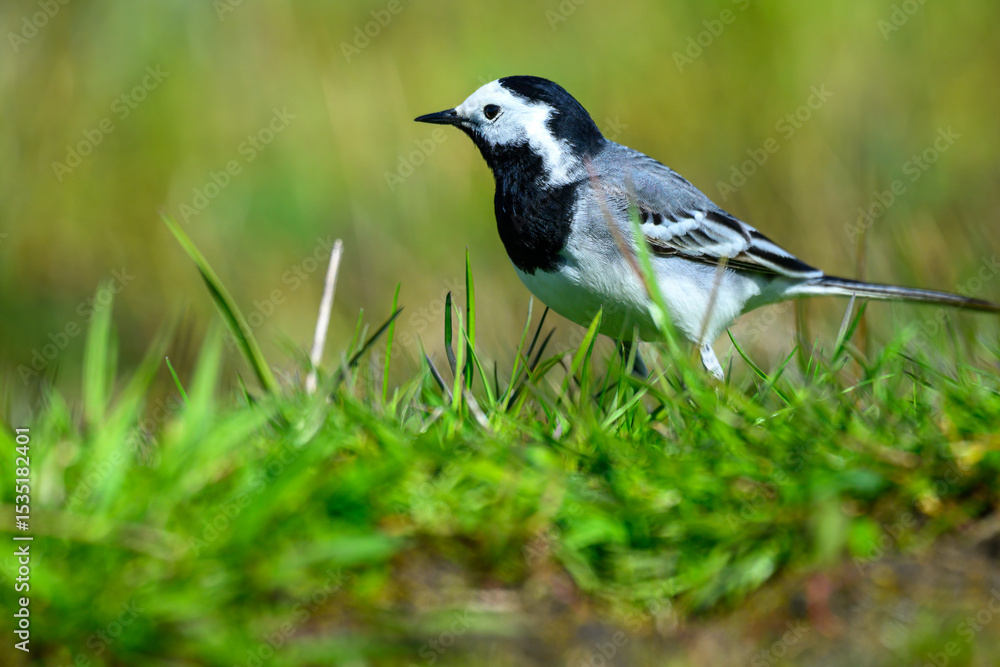 Fototapeta premium A small black and white white wagtail bird gently forages on lush green grass under clear blue skies. The scene captures a serene moment in nature, evoking a sense of peace and tranquility