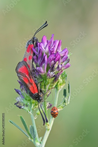 Wallpaper Mural Widderchen bei der Paarung Torontodigital.ca