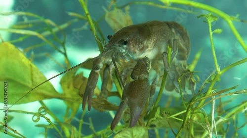 European crayfish Gambero di fiume europeo (Austropotamobius pallipes)	