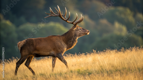 A deer walking in a field
