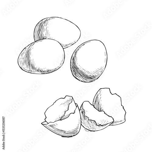 Vector hand-drawn illustration of eggs and shells. Black and white sketch of an ingredient for cooking.