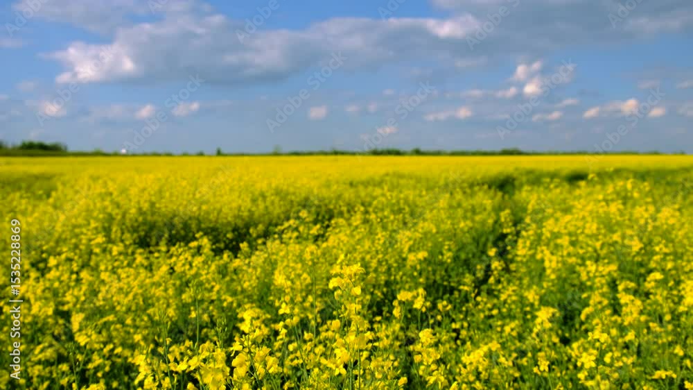 farmer in mustard field. Selective focus. farmer in mustard field. Selective focus.