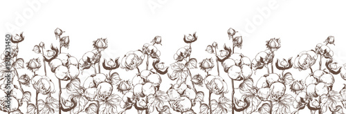 Seamless pattern with cotton. Vector sketch in black ink on white background. Cotton leaves and flowers, detailed farm illustration in engraving style. Design for textile.