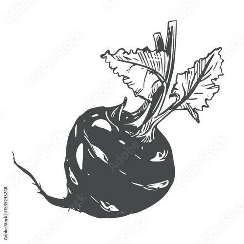 Linear ink sketch of kohlrabi. Vector drawing in engraving style. Botanical illustration of farm cabbage. Round head and leaves of German turnip on white background.