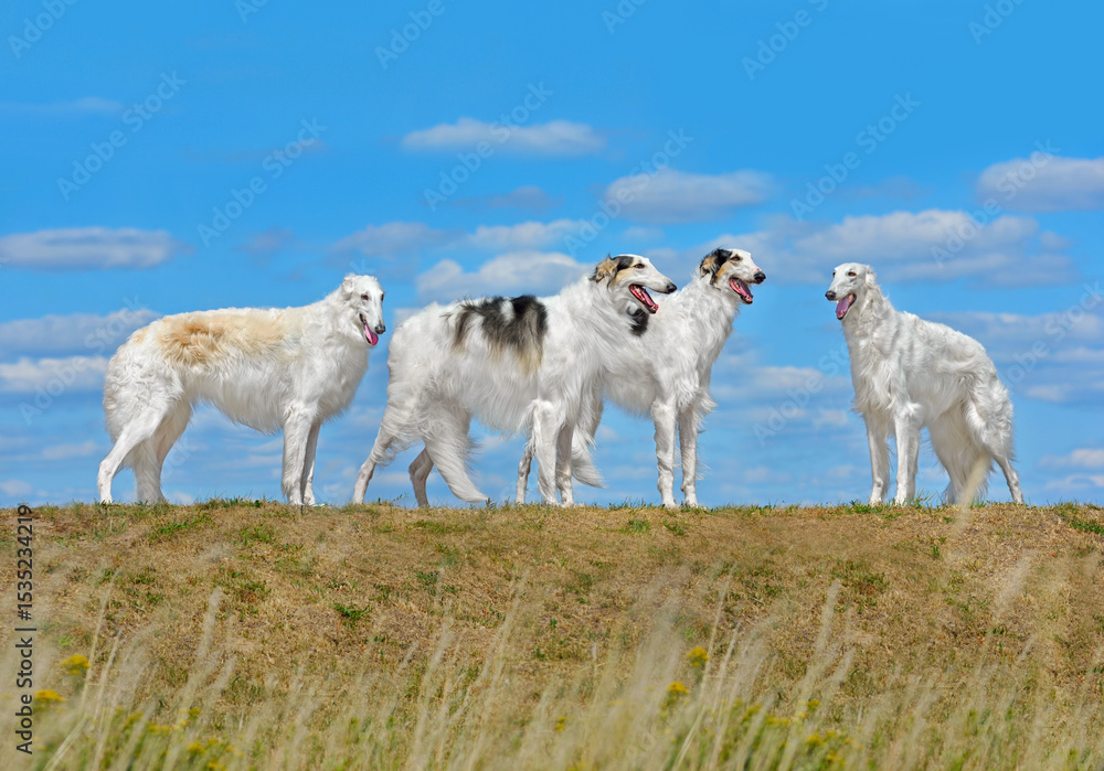 Obraz premium Four beautiful russian borzoi dogs